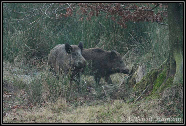  Image name: 54 Cinghiale.jpg 
 width: 744 pixel 
 height: 504 pixel 
 Size: 117164 bytes 
 Click to enlarge 